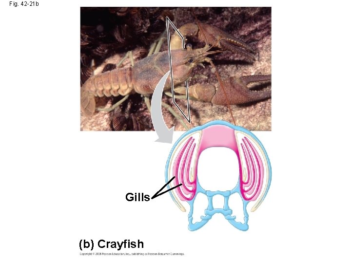 Fig. 42 -21 b Gills (b) Crayfish 