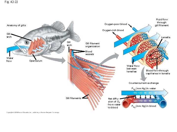 Fig. 42 -22 Fluid flow through gill filament Oxygen-poor blood Anatomy of gills Oxygen-rich