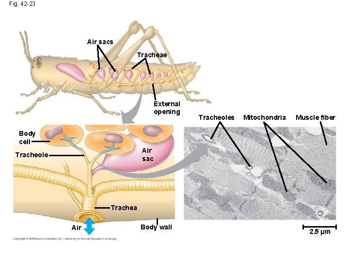 Fig. 42 -23 Air sacs Tracheae External opening Tracheoles Mitochondria Muscle fiber Body cell