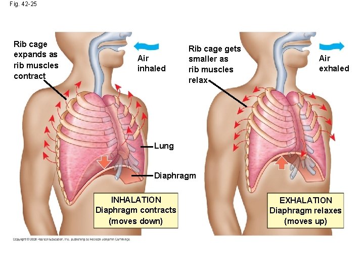 Fig. 42 -25 Rib cage expands as rib muscles contract Air inhaled Rib cage