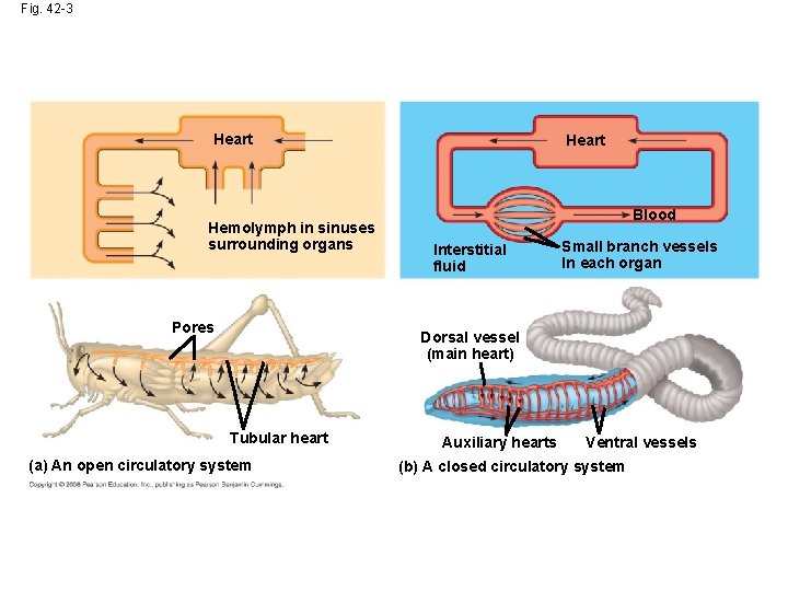 Fig. 42 -3 Heart Hemolymph in sinuses surrounding organs Pores Heart Blood Interstitial fluid