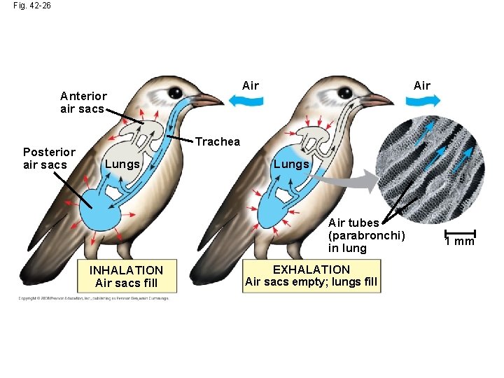 Fig. 42 -26 Air Anterior air sacs Posterior air sacs Air Trachea Lungs Air