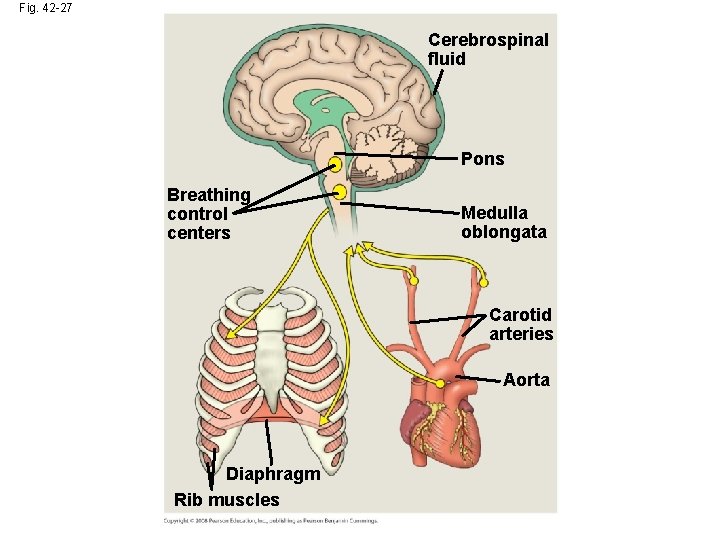 Fig. 42 -27 Cerebrospinal fluid Pons Breathing control centers Medulla oblongata Carotid arteries Aorta