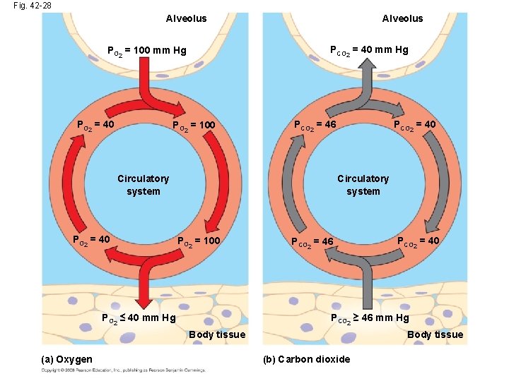 Fig. 42 -28 Alveolus PCO 2 = 40 mm Hg PO 2 = 100