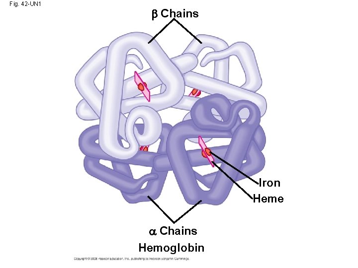 Fig. 42 -UN 1 Chains Iron Heme Chains Hemoglobin 