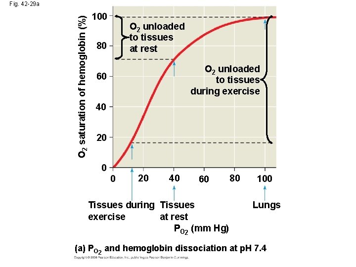 O 2 saturation of hemoglobin (%) Fig. 42 -29 a 100 O 2 unloaded