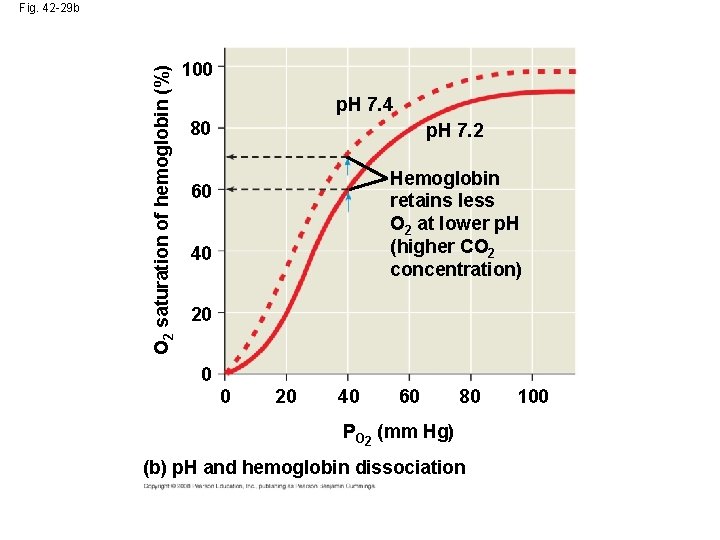 O 2 saturation of hemoglobin (%) Fig. 42 -29 b 100 p. H 7.