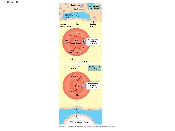 Fig. 42 -30 Body tissue CO 2 transport from tissues CO 2 produced Interstitial