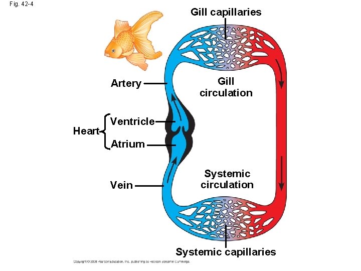 Fig. 42 -4 Gill capillaries Artery Heart Gill circulation Ventricle Atrium Vein Systemic circulation