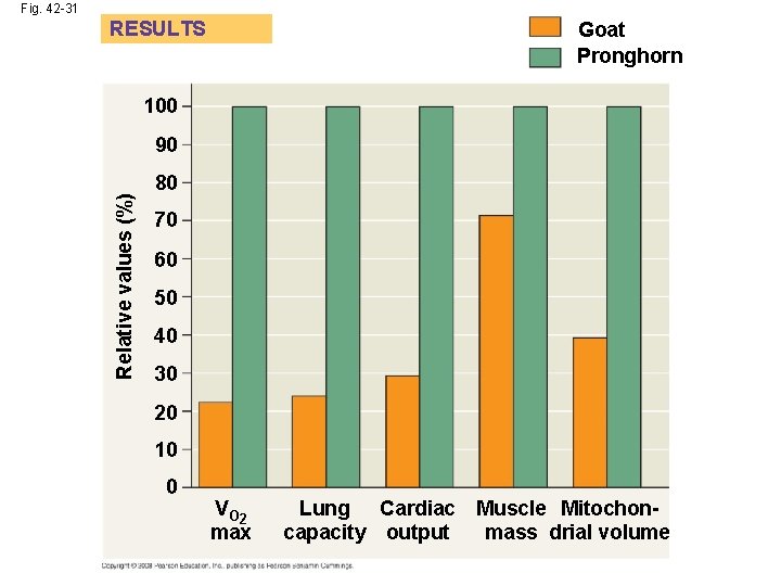 Fig. 42 -31 RESULTS Goat Pronghorn 100 Relative values (%) 90 80 70 60
