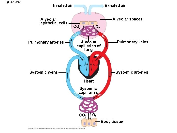 Fig. 42 -UN 2 Inhaled air Alveolar epithelial cells Exhaled air Alveolar spaces CO