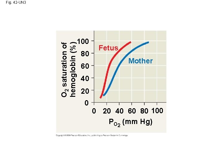 O 2 saturation of hemoglobin (%) Fig. 42 -UN 3 100 80 60 Fetus