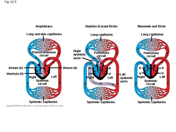 Fig. 42 -5 Amphibians Reptiles (Except Birds) Mammals and Birds Lung and skin capillaries