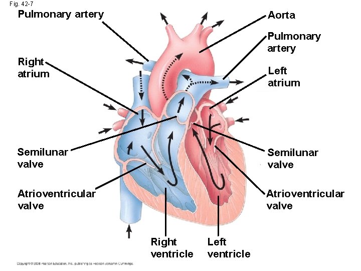 Fig. 42 -7 Pulmonary artery Aorta Pulmonary artery Right atrium Left atrium Semilunar valve