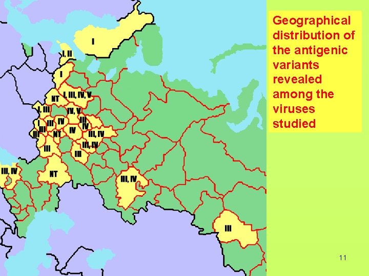 Geographical distribution of the antigenic variants revealed among the viruses studied 11 