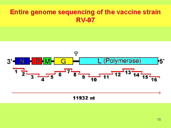 Entire genome sequencing of the vaccine strain RV-97 15 