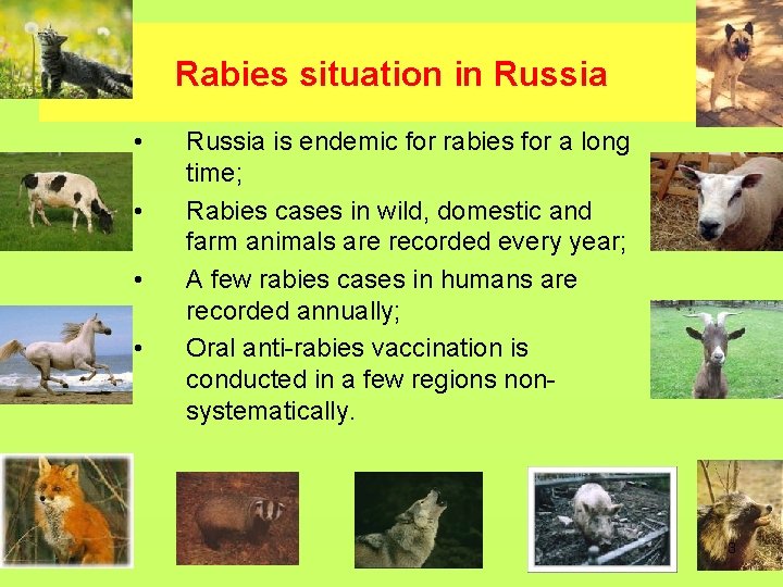 Rabies situation in Russia • • Russia is endemic for rabies for a long