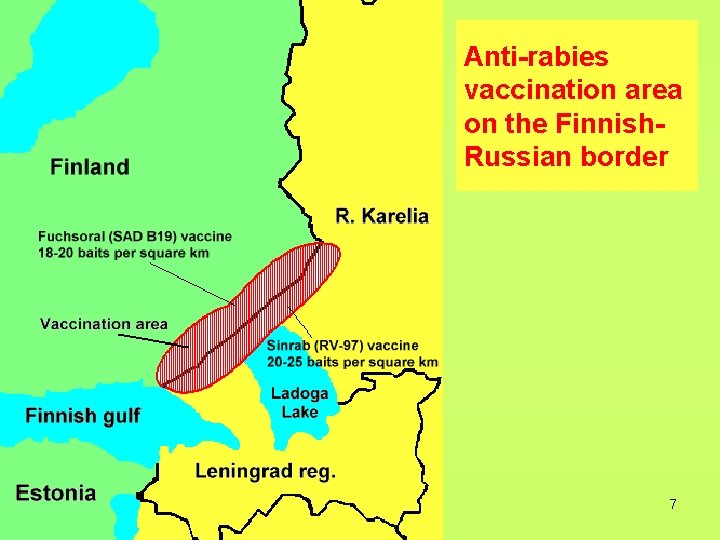 Anti-rabies vaccination area on the Finnish. Russian border 7 