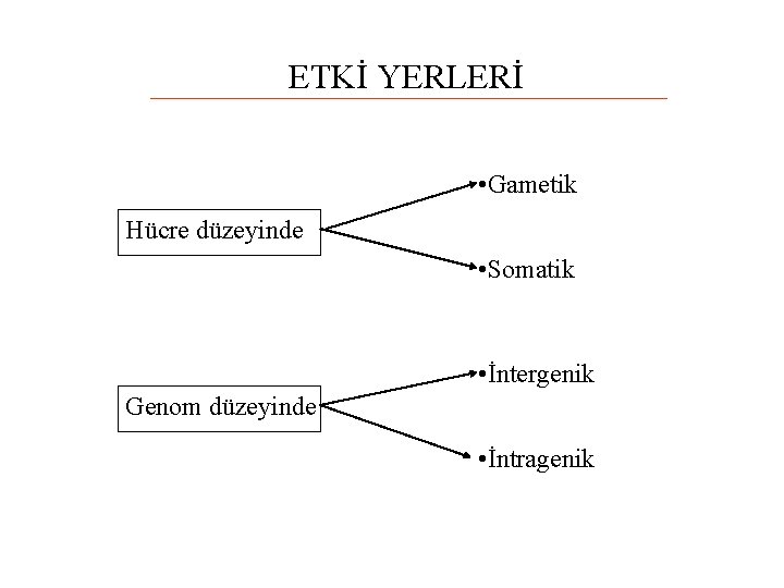 ETKİ YERLERİ • Gametik Hücre düzeyinde • Somatik • İntergenik Genom düzeyinde • İntragenik