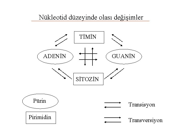 Nükleotid düzeyinde olası değişimler TİMİN ADENİN GUANİN SİTOZİN Pürin Pirimidin Transisyon Transversiyon 