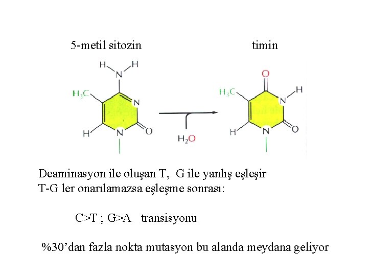 5 -metil sitozin timin Deaminasyon ile oluşan T, G ile yanlış eşleşir T-G ler