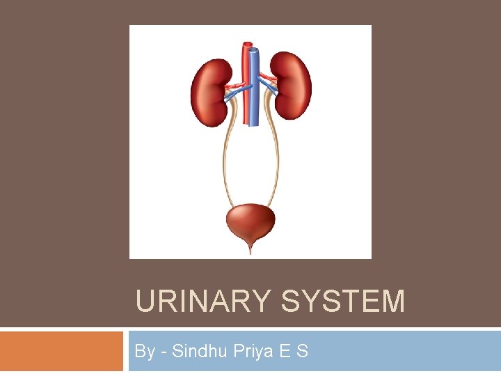 URINARY SYSTEM By - Sindhu Priya E S 