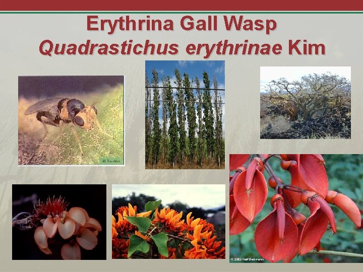 Erythrina Gall Wasp Quadrastichus erythrinae Kim Photo MM Yang 