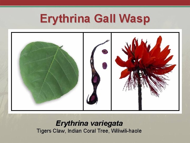 Erythrina Gall Wasp Erythrina variegata Tigers Claw, Indian Coral Tree, Wiliwili-haole 