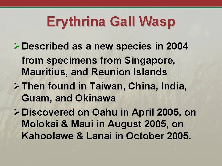 Erythrina Gall Wasp Ø Described as a new species in 2004 from specimens from