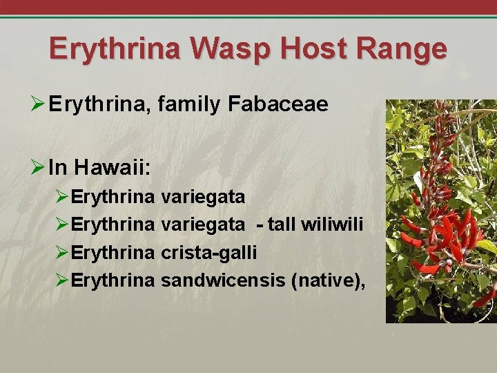 Erythrina Wasp Host Range Ø Erythrina, family Fabaceae Ø In Hawaii: ØErythrina variegata -