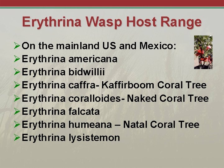 Erythrina Wasp Host Range Ø On the mainland US and Mexico: Ø Erythrina americana
