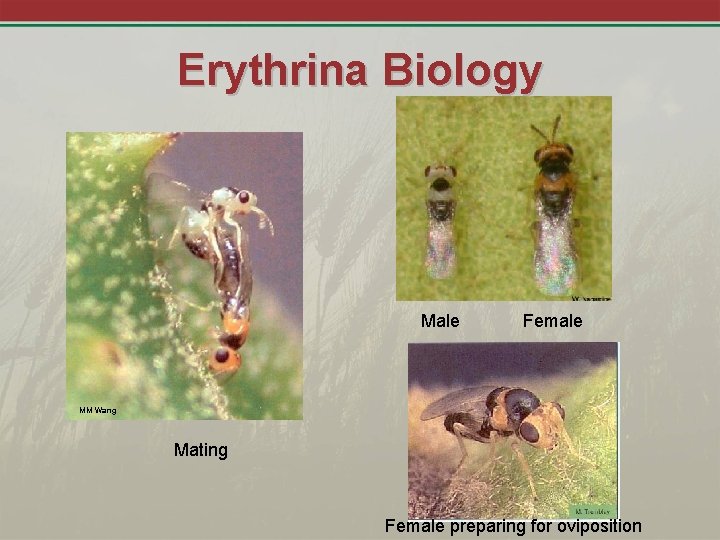 Erythrina Biology Male Female MM Wang Mating Female preparing for oviposition 