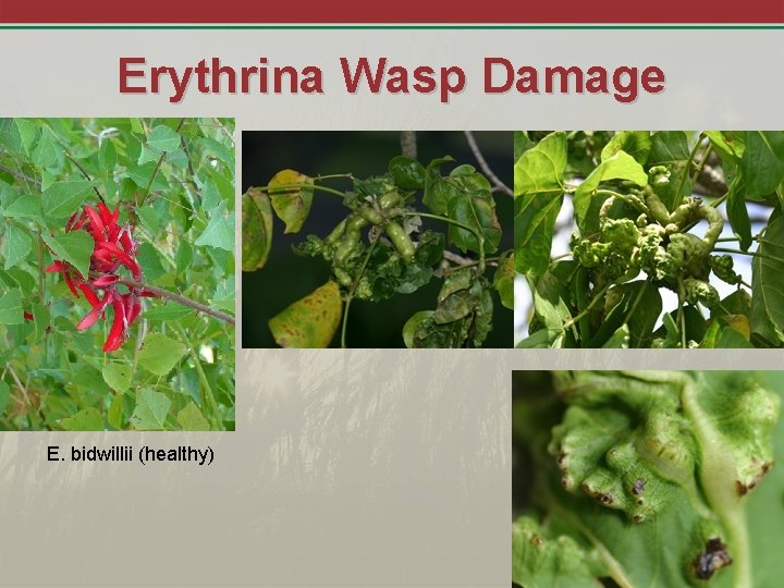 Erythrina Wasp Damage E. bidwillii (healthy) 