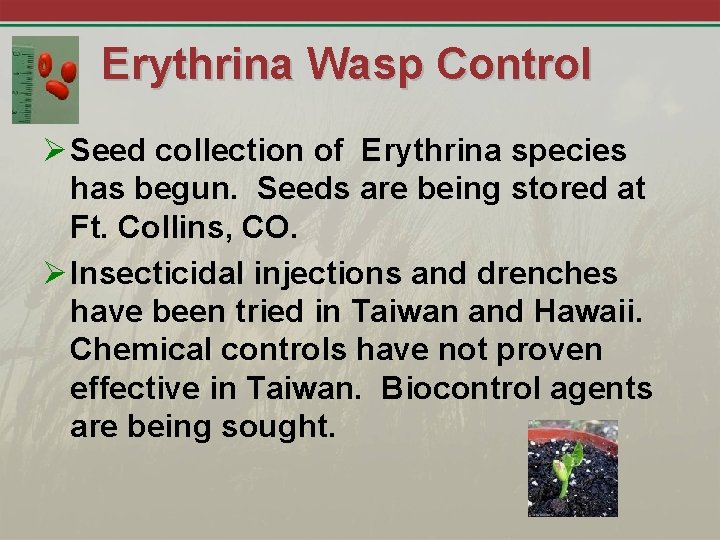 Erythrina Wasp Control Ø Seed collection of Erythrina species has begun. Seeds are being