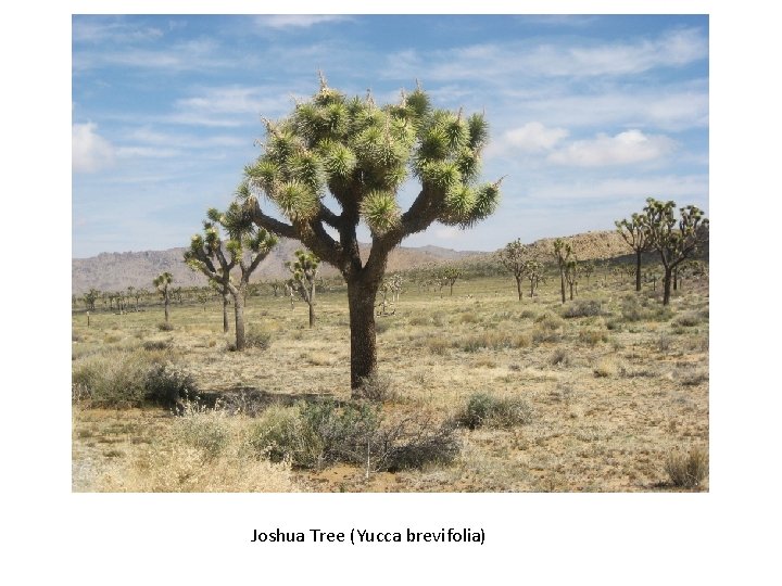 Joshua Tree (Yucca brevifolia) 