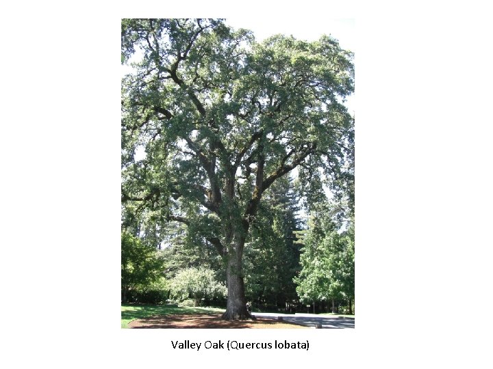 Valley Oak (Quercus lobata) 