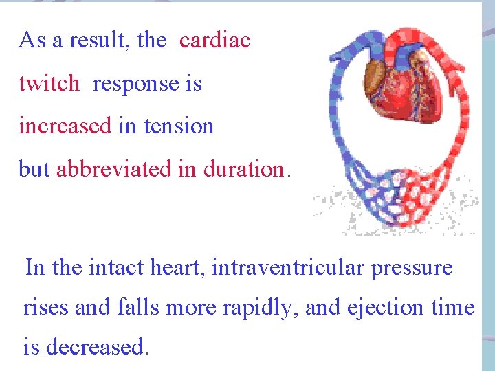 As a result, the cardiac twitch response is increased in tension but abbreviated in
