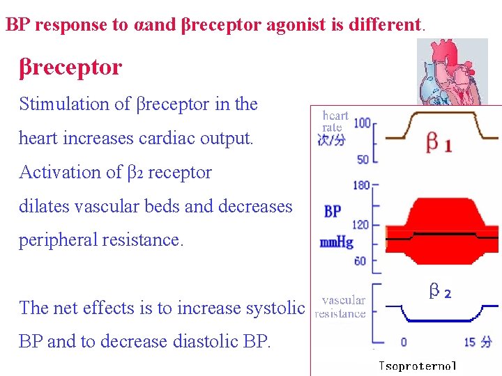 BP response to αand βreceptor agonist is different. βreceptor Stimulation of βreceptor in the