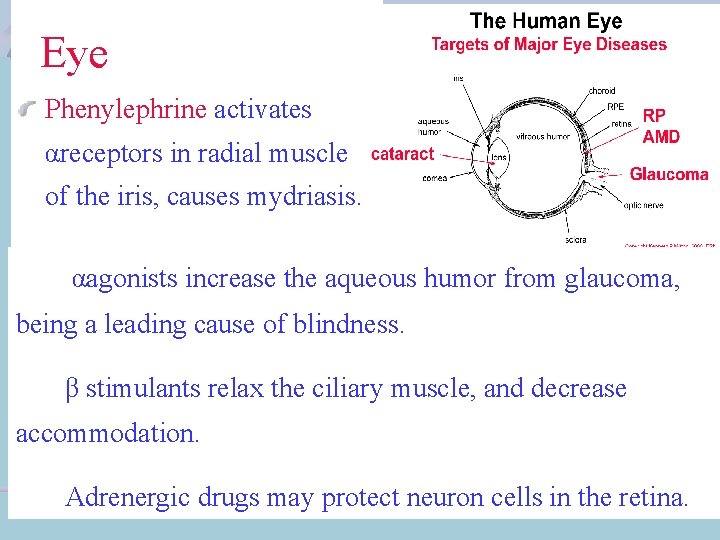  Eye Phenylephrine activates αreceptors in radial muscle of the iris, causes mydriasis. αagonists