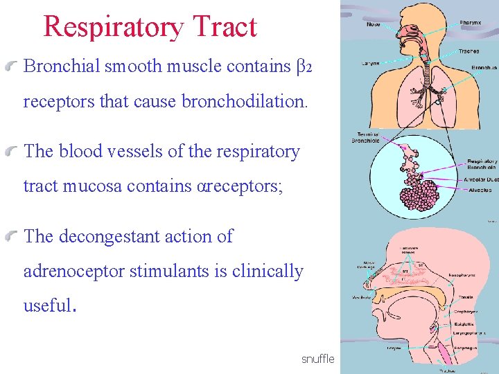  Respiratory Tract Bronchial smooth muscle contains β 2 receptors that cause bronchodilation. The