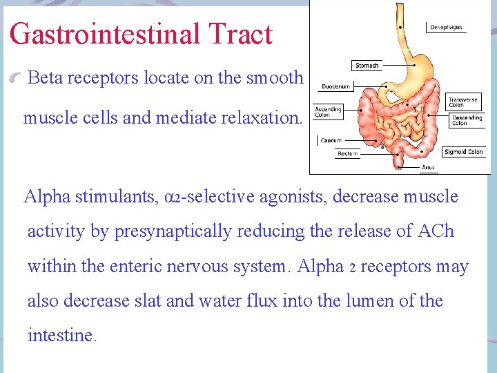 Gastrointestinal Tract Beta receptors locate on the smooth muscle cells and mediate relaxation. Alpha