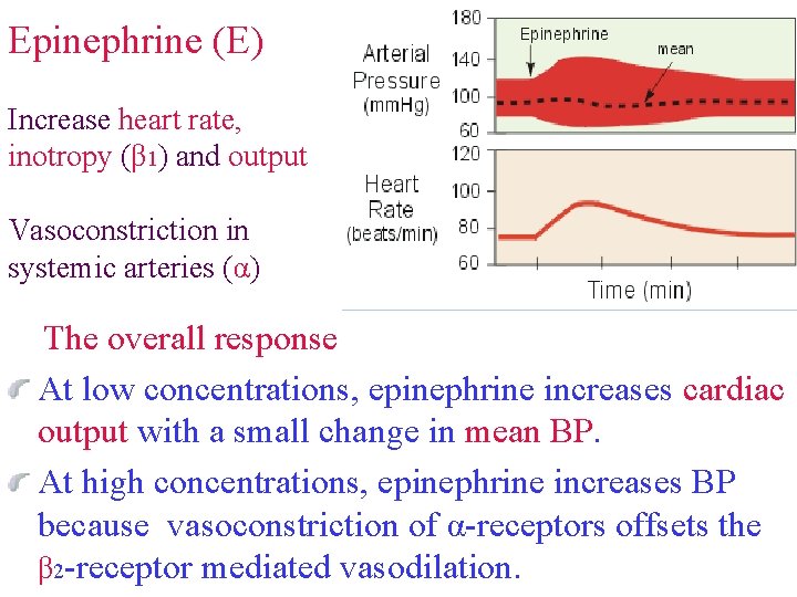 Epinephrine (E) Increase heart rate, inotropy (β 1) and output Vasoconstriction in systemic arteries