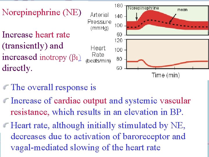 Norepinephrine (NE) Increase heart rate (transiently) and increased inotropy (β 1) directly. The overall