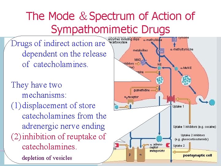 The Mode ＆Spectrum of Action of Sympathomimetic Drugs of indirect action are Drugs of