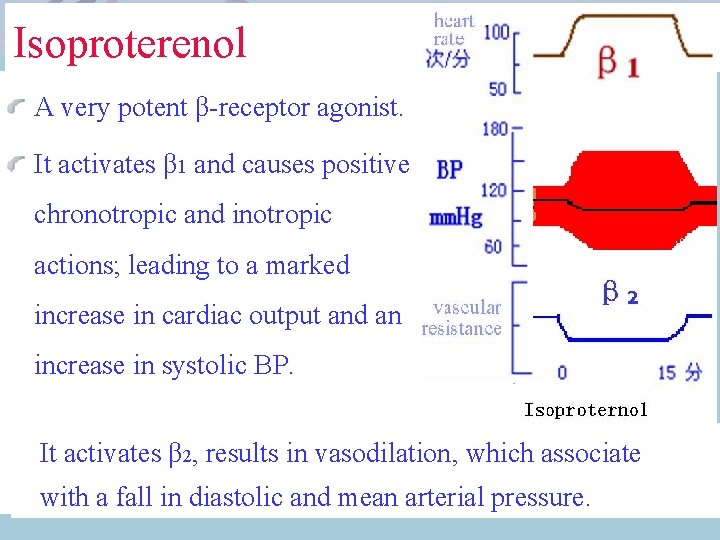 Isoproterenol A very potent β-receptor agonist. It activates β 1 and causes positive chronotropic