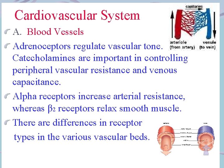  Cardiovascular System A. Blood Vessels Adrenoceptors regulate vascular tone. Catecholamines are important in