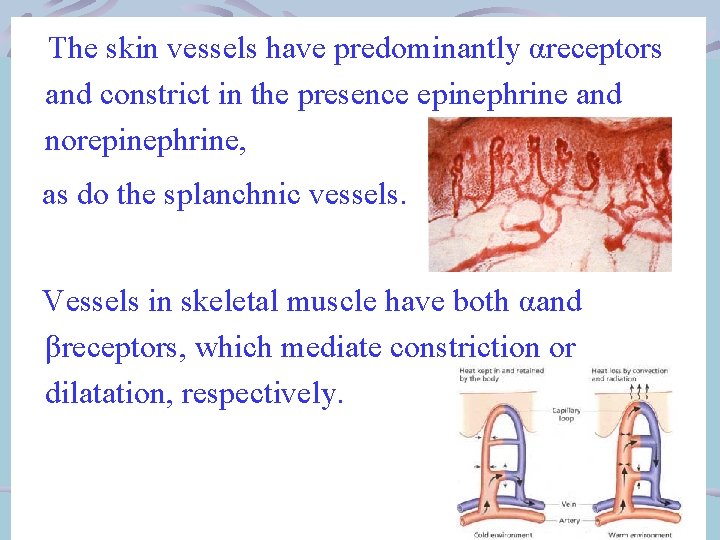 The skin vessels have predominantly αreceptors and constrict in the presence epinephrine and norepinephrine,