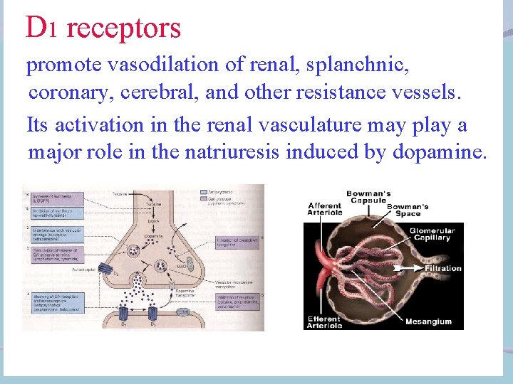  D 1 receptors promote vasodilation of renal, splanchnic, coronary, cerebral, and other resistance