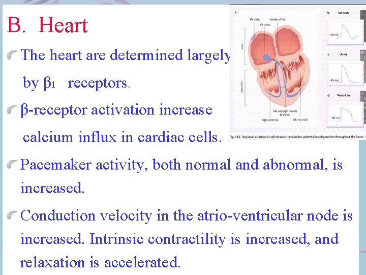 B. Heart The heart are determined largely by β 1 receptors. β-receptor activation increase