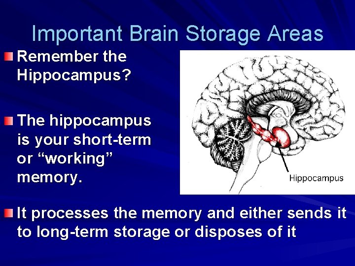 Important Brain Storage Areas Remember the Hippocampus? The hippocampus is your short-term or “working”